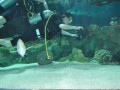 北京海豚号潜水图库2